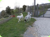 agricampeggio_loasi_del_pollino____i_nostri_amici
