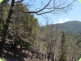 Oasi del pollino - alberi