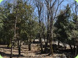scorsi di bosco Oasi del pollino