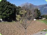 terreni in coltivazione Oasi del Pollino