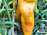 Agricampeggio Oasi del Pollino - prodotti ortofrutticoli 